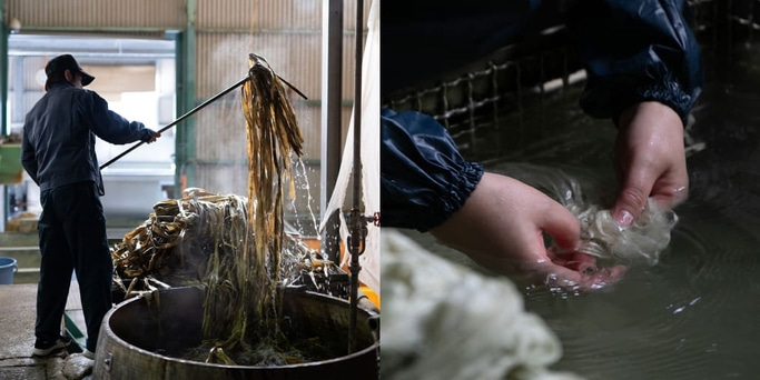 Mann verarbeitet Algen in Fabrik, wäscht und verarbeitet sie weiter.