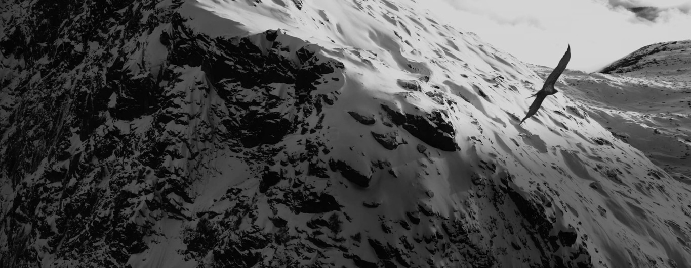 Schwarz-Weiß-Bild eines Vogels, der über eine schneebedeckte Bergkette fliegt.